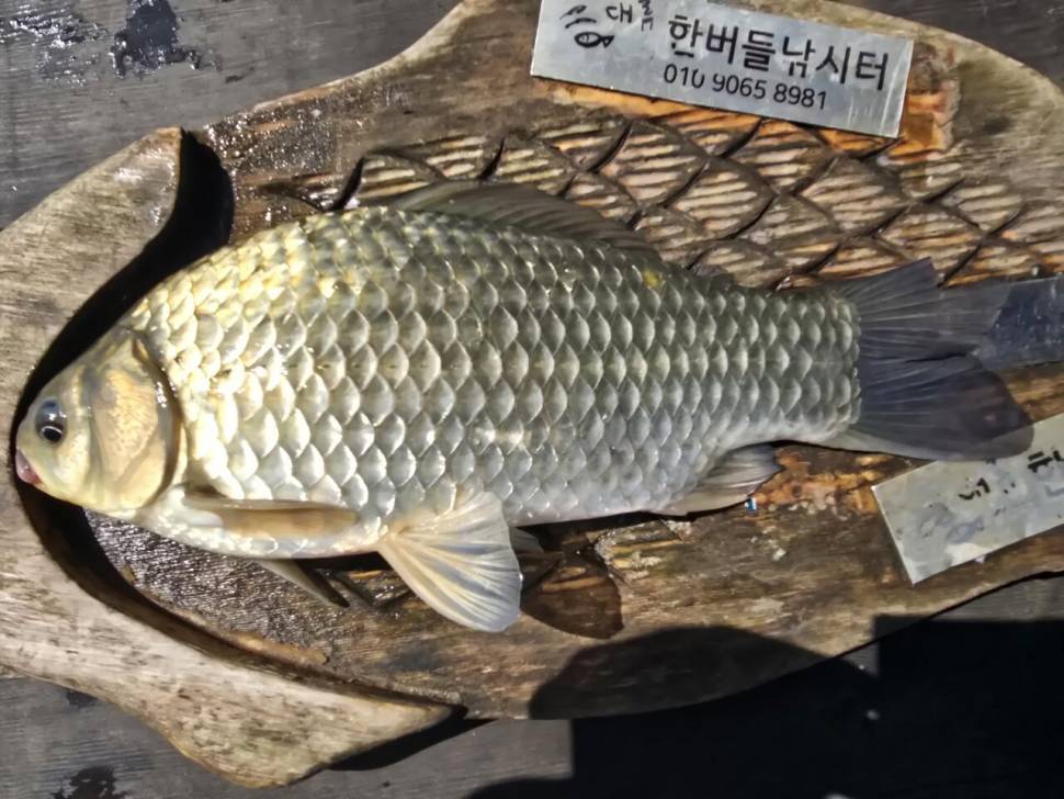 청풍 한버들 조황입니다 (조황조행기 - 충주호조황속보)