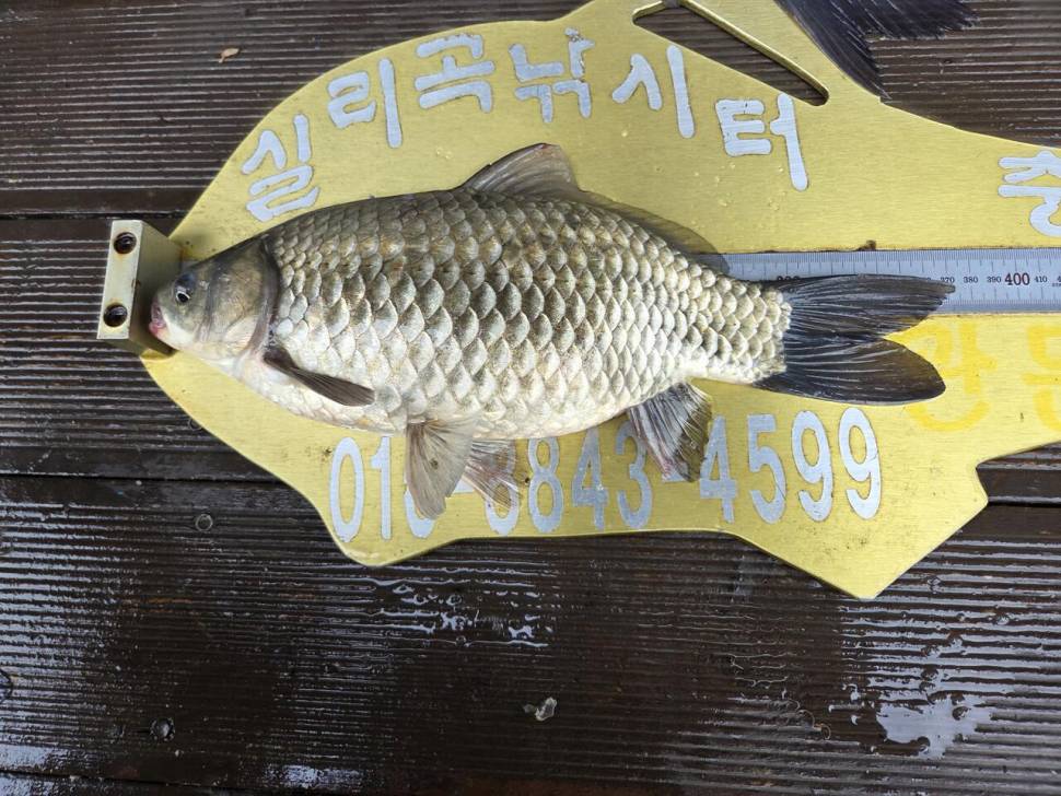 청풍 실리곡낚시터 조황입니다 (조황조행기 - 충주호조황속보)