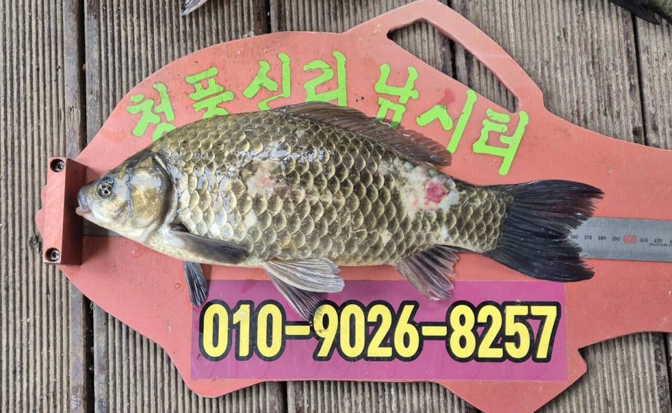 청풍신리낚시터 주말조황입니다 (조황조행기 - 충주호조황속보)