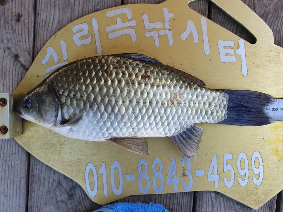 실리곡낚시터 418cm입니다 (조황조행기 - 충주호조황속보)