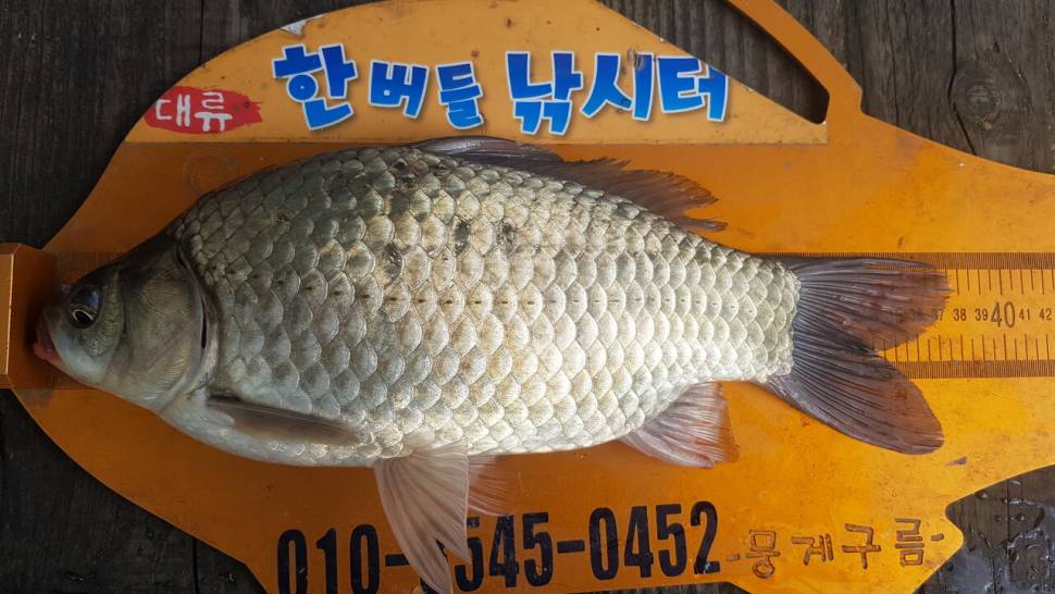 한버들 조황입니다 (조황조행기 - 충주호조황속보)