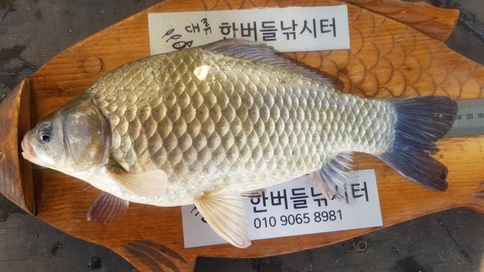 한버들 허릿급 조황입니다 (조황조행기 - 충주호조황속보)