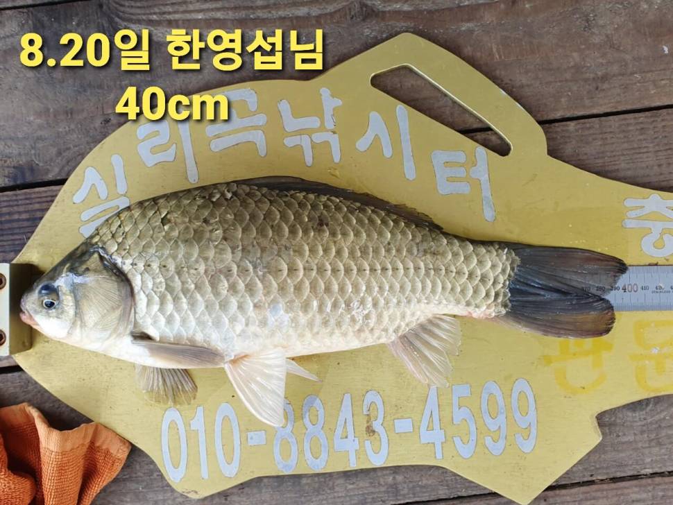 실리곡낚시터 44cm 대물 조황입니다 (조황조행기 - 충주호조황속보)