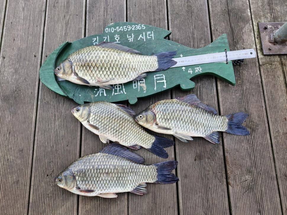 용곡 김기호 낚시터 조황정보 입니다 (조황조행기 - 충주호조황속보)