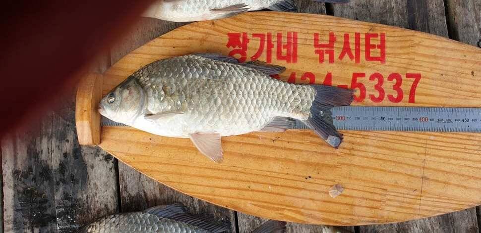 짱가네 5월 20일 조황입니다 (조황조행기 - 충주호조황속보)