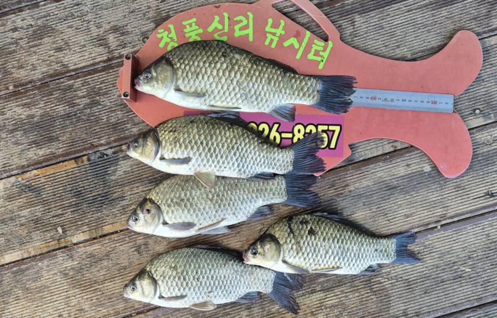 청풍신리낚시터 주말조황입니다 (조황조행기 - 충주호조황속보)