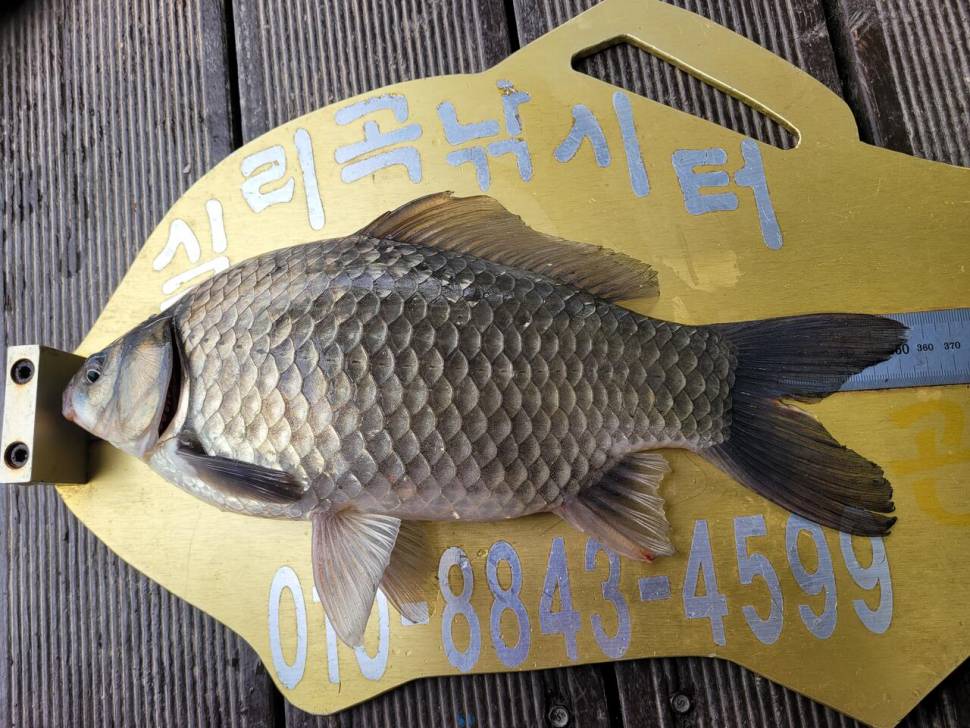 청풍 실리곡낚시터 허리급입니다 (조황조행기 - 충주호조황속보)