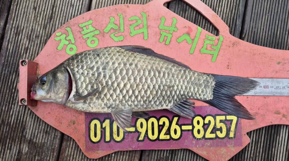 청풍신리낚시터 주말조황입니다 (조황조행기 - 충주호조황속보)