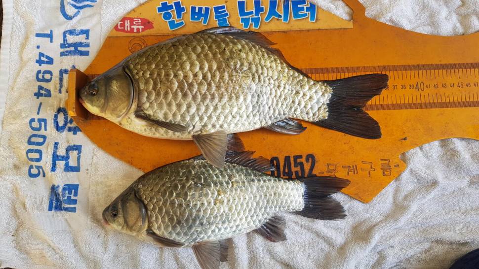 한버들 조황입니다 (조황조행기 - 충주호조황속보)