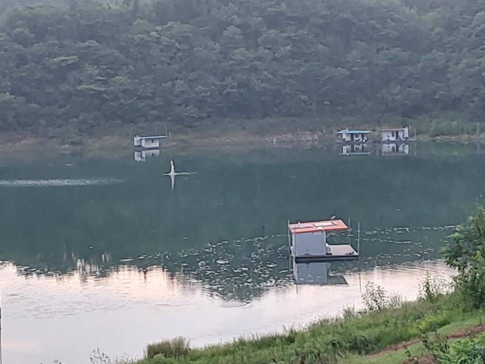 청풍 실리곡낚시터 허리급입니다 (조황조행기 - 충주호조황속보)