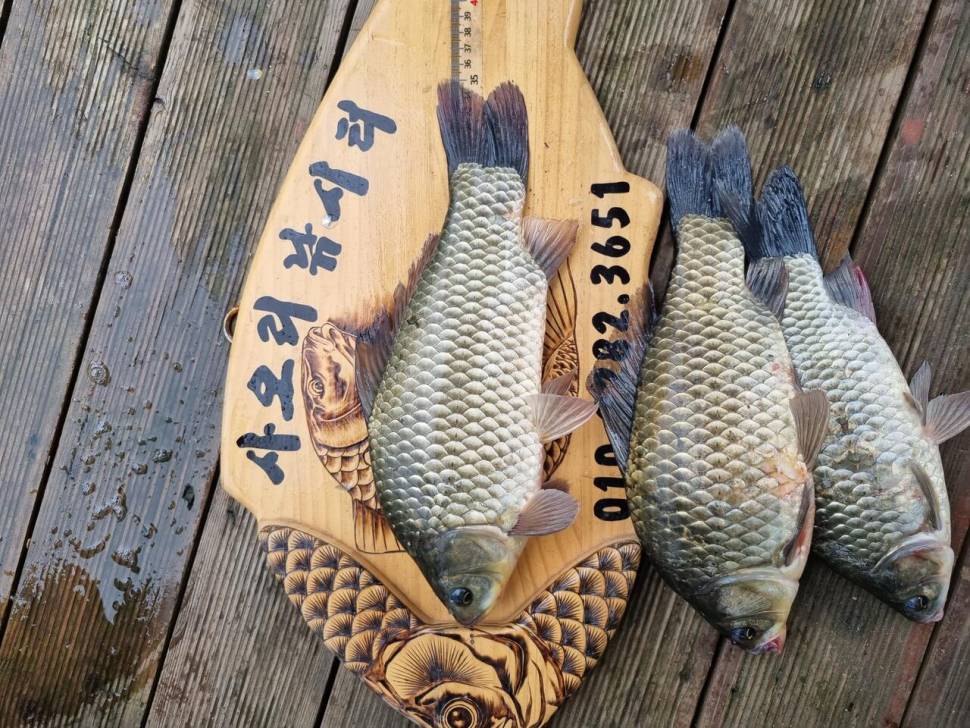 사오리 낚시터 조황정보 (조황조행기 - 충주호조황속보)