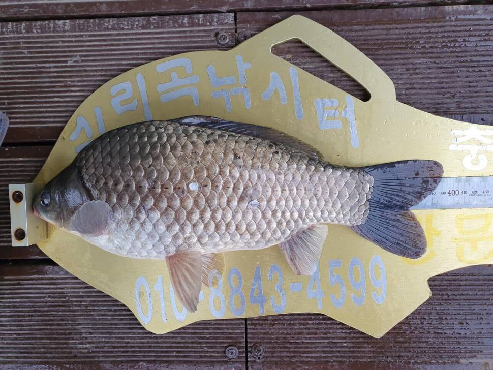 실리곡낚시터 43cm 허리급 조황입니다 (조황조행기 - 충주호조황속보)
