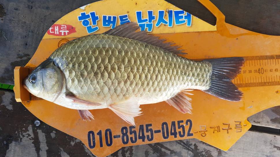 한버들 4짜 포함 허릿급 조황입니다 (조황조행기 - 충주호조황속보)
