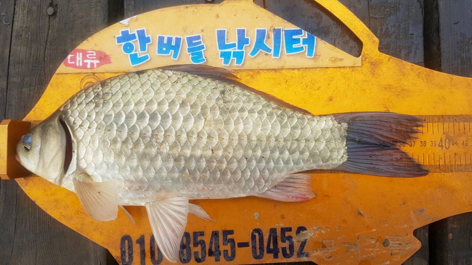 한버들 조황입니다 (조황조행기 - 충주호조황속보)
