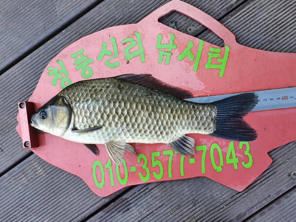 청풍신리낚시터 42cm415cm 조황입니다 (조황조행기 - 충주호조황속보)