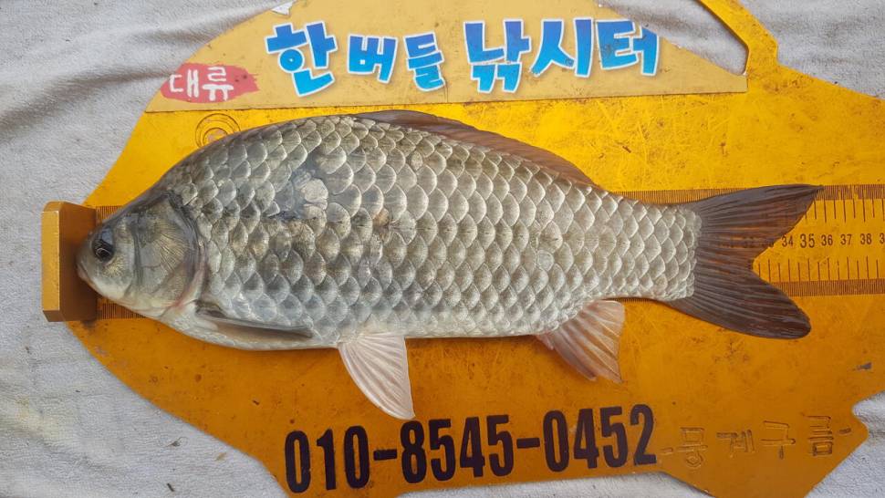 한버들 조황입니다 (조황조행기 - 충주호조황속보)