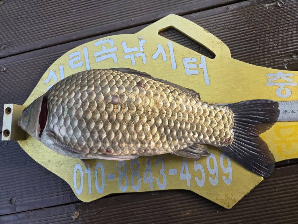청풍 실리곡낚시터 41cm 조황입니다 (조황조행기 - 충주호조황속보)