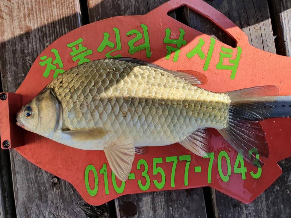 청풍신리낚시터 4짜허리급 조황입니다 (조황조행기 - 충주호조황속보)