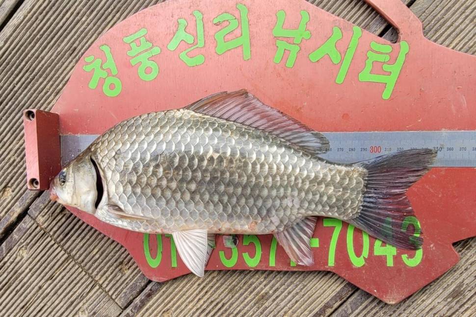청풍신리낚시터 허리급조황입니다 (조황조행기 - 충주호조황속보)