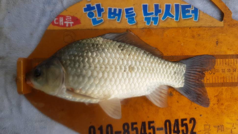 한버들 4짜 포함 허릿급 조황입니다 (조황조행기 - 충주호조황속보)