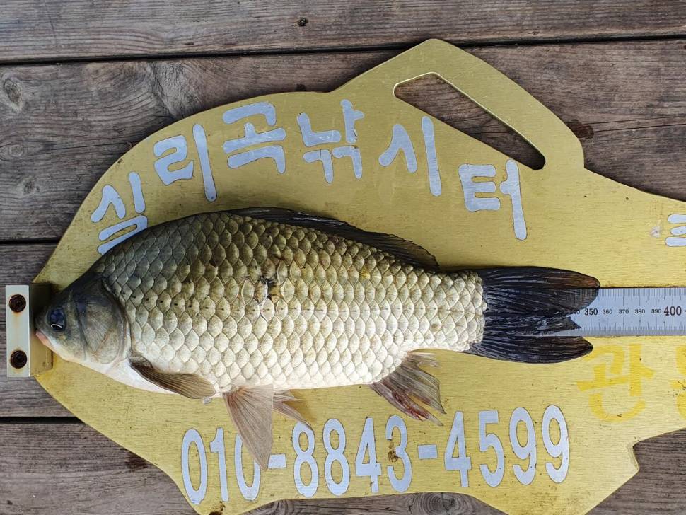 실리곡낚시터 허리급 조황입니다 (조황조행기 - 충주호조황속보)
