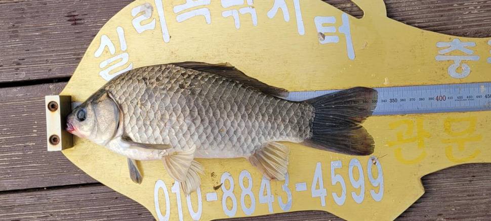 실리곡낚시터 조황입니다 (조황조행기 - 충주호조황속보)