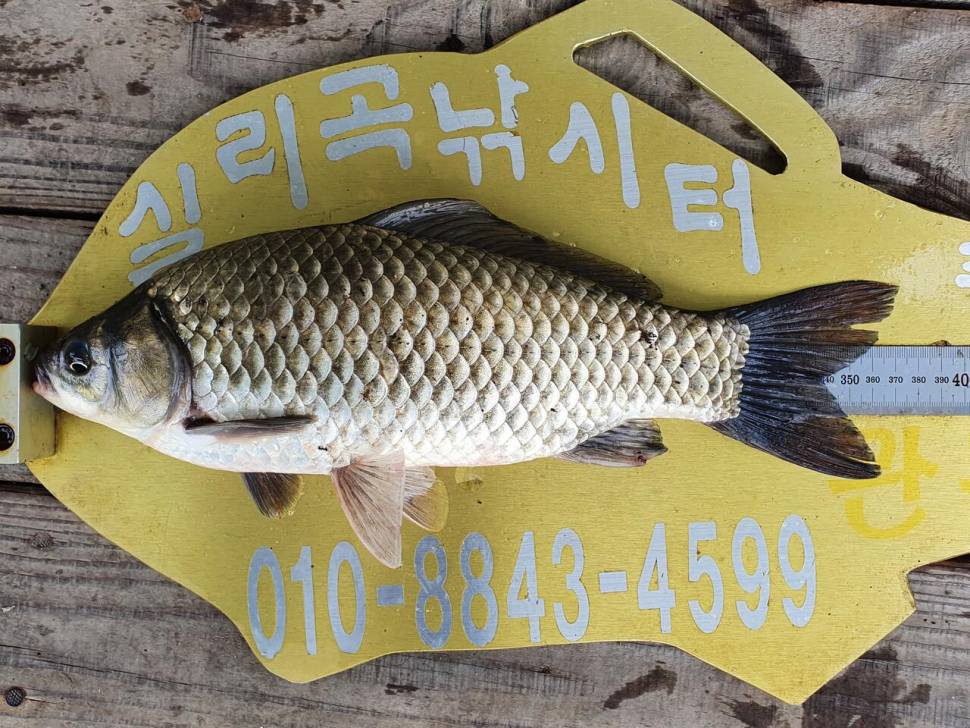 실리곡낚시터 4짜 3수 조황입니다 (조황조행기 - 충주호조황속보)