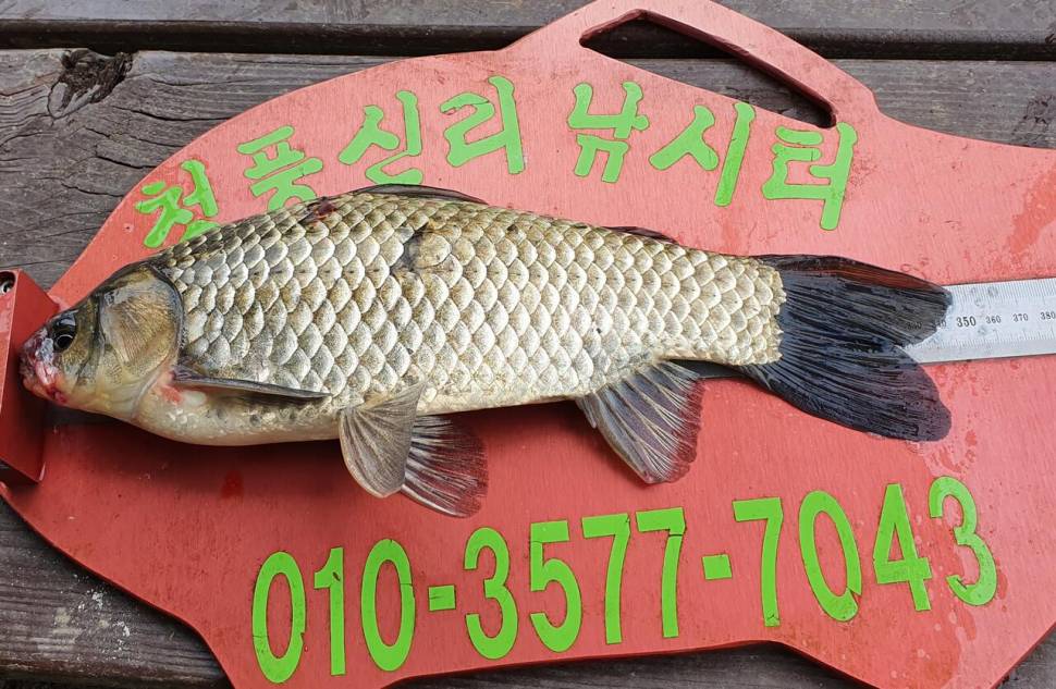 청풍신리낚시터 4짜허리급 6수 조황입니다 (조황조행기 - 충주호조황속보)