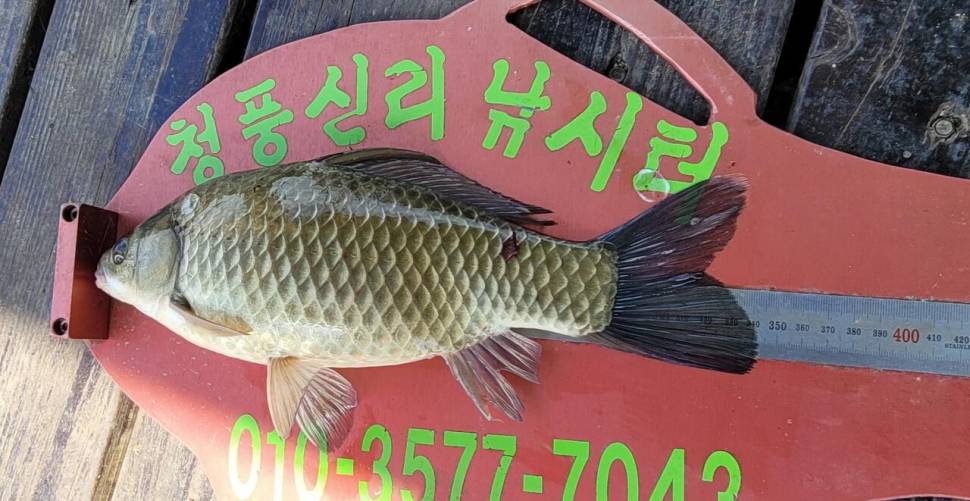 청풍신리낚시터 41cm외 대박마릿수입니다 (조황조행기 - 충주호조황속보)