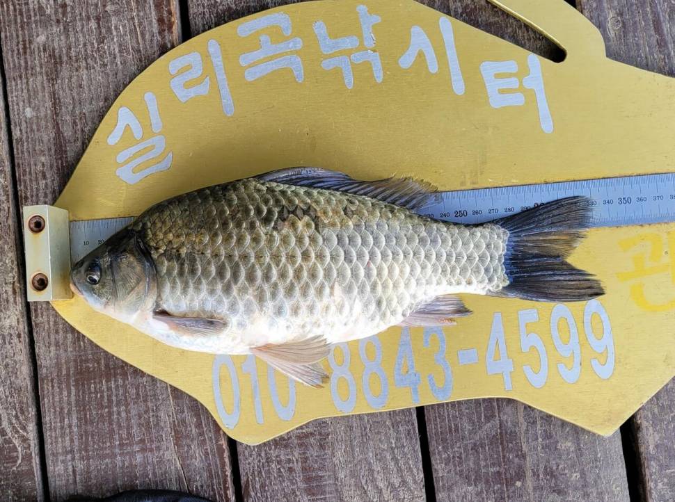실리곡낚시터 조황입니다 (조황조행기 - 충주호조황속보)