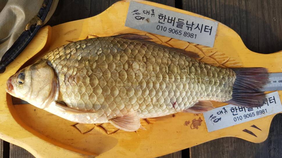 한버들 4짜 포함 허릿급 조황입니다 (조황조행기 - 충주호조황속보)
