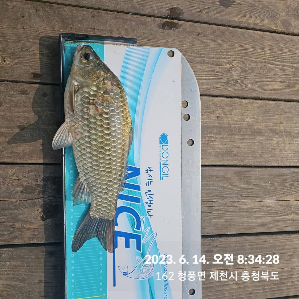 단돈소식전해드립니다 (조황조행기 - 충주호조황속보)