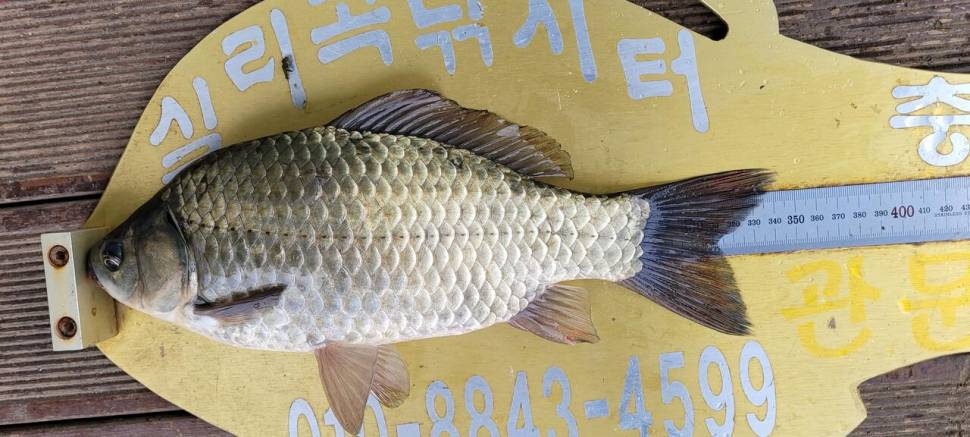 실리곡낚시터 허리급 조황입니다 (조황조행기 - 충주호조황속보)