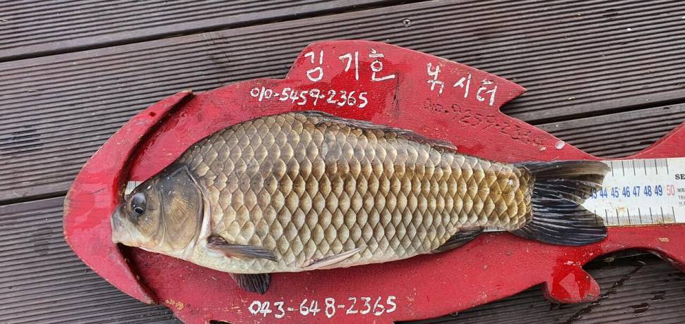 용곡 김기호 낚시터 사짜와 허리급 조황입니다 (조황조행기 - 충주호조황속보)