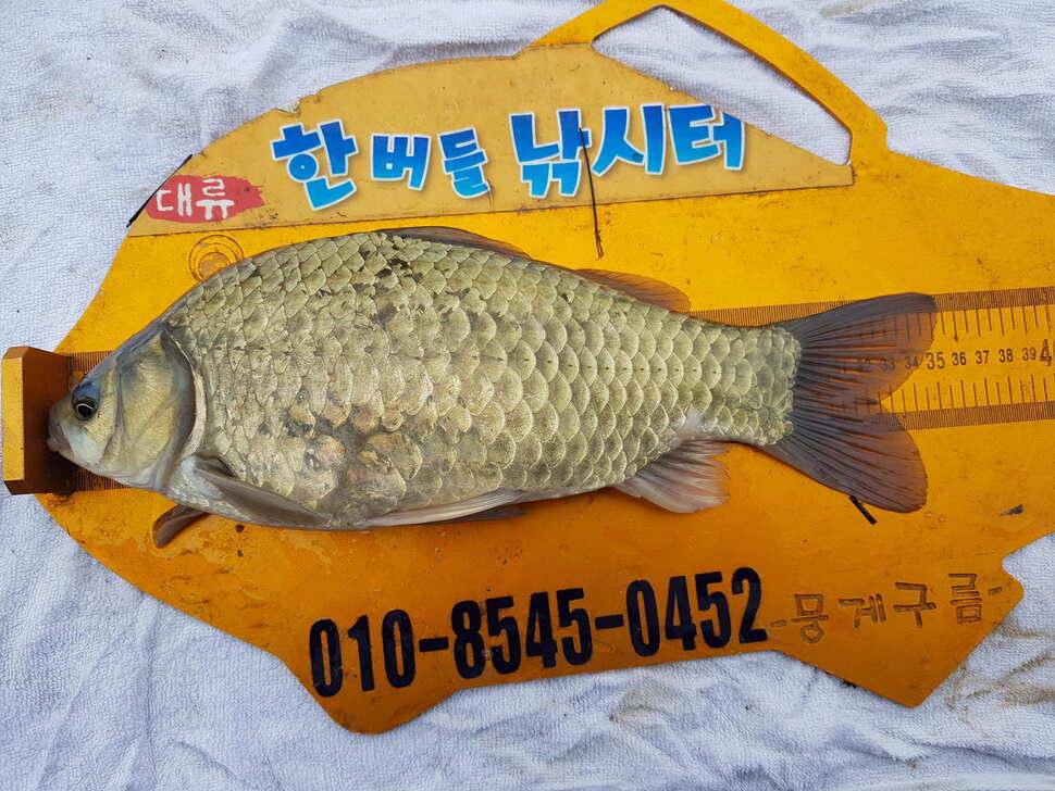 한버들 조황입니다 (조황조행기 - 충주호조황속보)