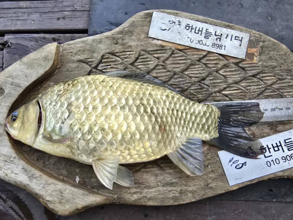 청풍 한버들 조황입니다 (조황조행기 - 충주호조황속보)