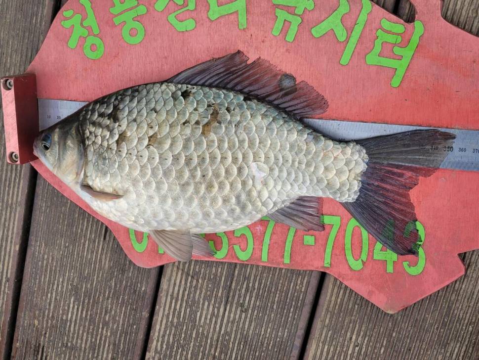청풍신리낚시터 허리급조황정보입니다 (조황조행기 - 충주호조황속보)