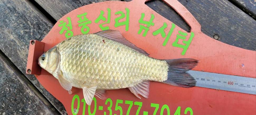 청풍신리낚시터 조황정보입니다 (조황조행기 - 충주호조황속보)
