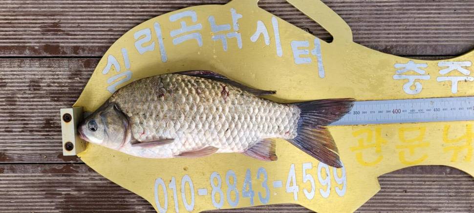 실리곡낚시터 허리급 조황입니다 (조황조행기 - 충주호조황속보)