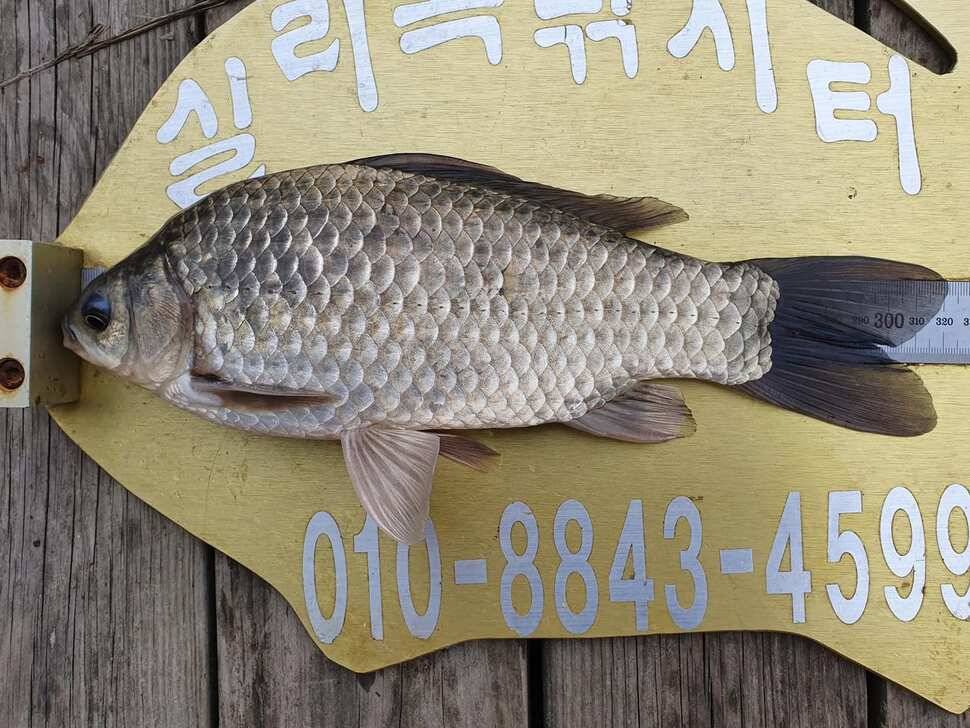 실리곡낚시터 조황입니다 (조황조행기 - 충주호조황속보)