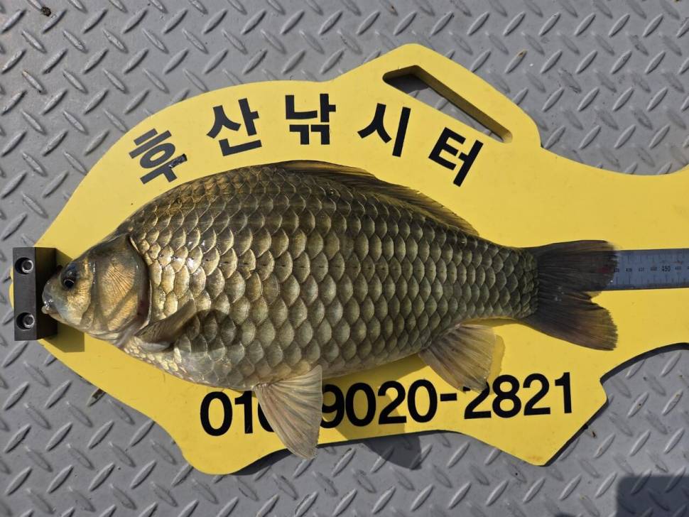 후산낚시터 조황안내 (조황조행기 - 충주호조황속보)