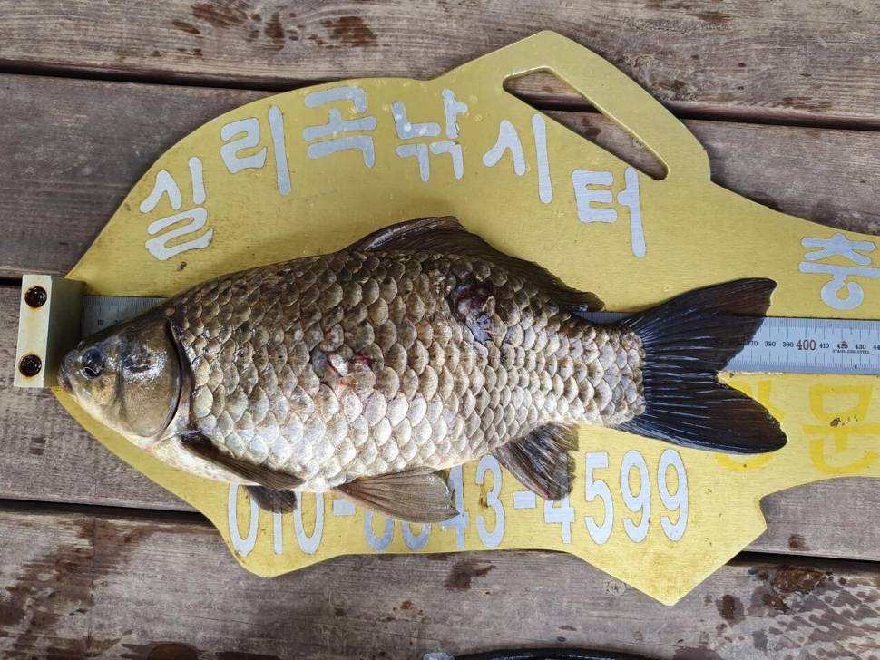 실리곡낚시터 4짜2수허리급 4수 조황입니다 (조황조행기 - 충주호조황속보)