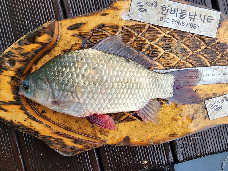 청풍 한버들 허릿급 조황입니다 (조황조행기 - 충주호조황속보)