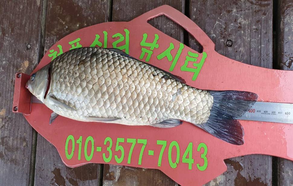 청풍신리낚시터 415cm41cm 조황입니다 (조황조행기 - 충주호조황속보)