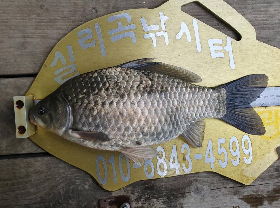 실리곡낚시터 425cm 4짜4짜 허리급 조황입니다 (조황조행기 - 충주호조황속보)