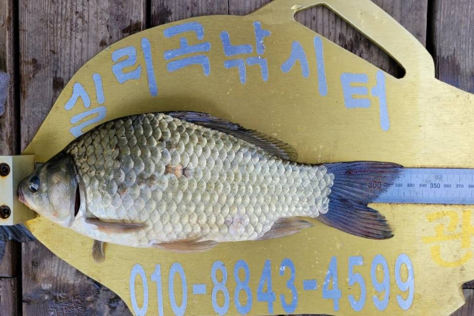 실리곡낚시터 조황입니다 (조황조행기 - 충주호조황속보)