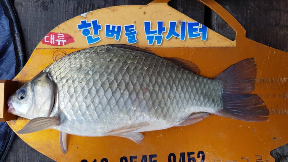 한버들 조황입니다 (조황조행기 - 충주호조황속보)