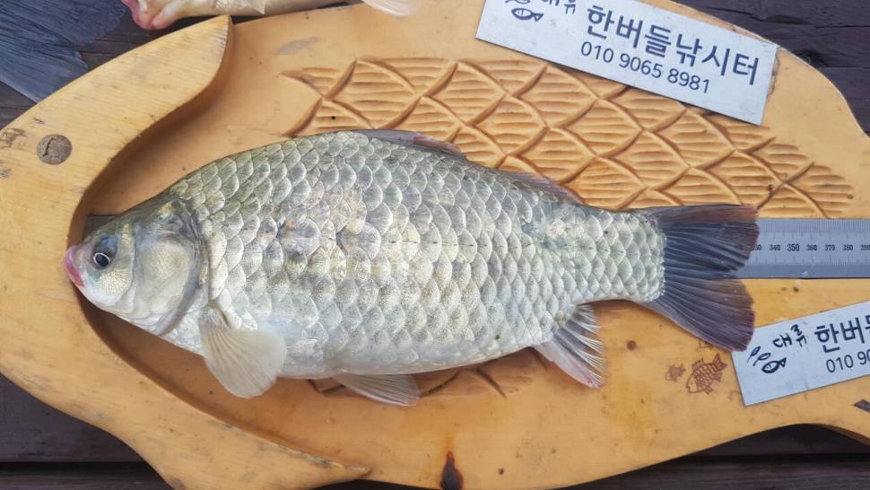 한버들 4짜 포함 허릿급 조황입니다 (조황조행기 - 충주호조황속보)