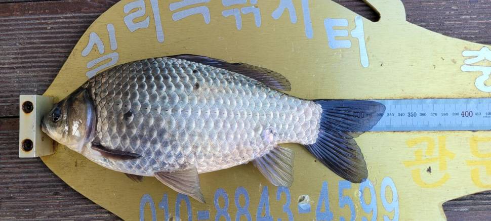실리곡낚시터 허리급 조황입니다 (조황조행기 - 충주호조황속보)