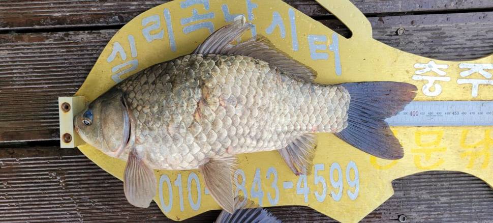 청풍실리곡낚시터 41cm조황입니다 (조황조행기 - 충주호조황속보)